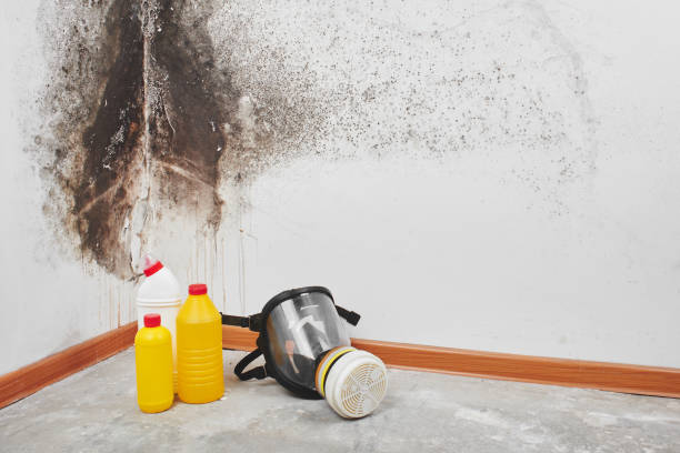 Best Commercial Mold Removal  in Hurleyville, NY