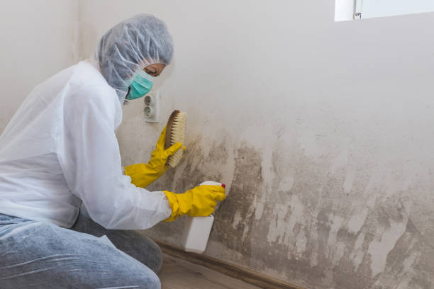Attic Mold Removal in Hurleyville, NY
