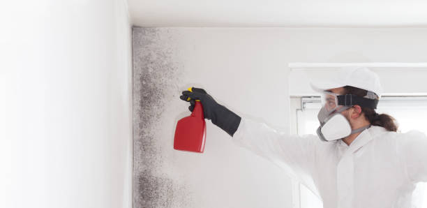 Best Same-Day Mold Removal  in Hurleyville, NY